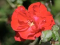 Pomegranate spring flowering. Royalty Free Stock Photo