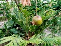 Pomegranate is still on the tree.