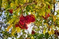 Pomegranate with sun light and bokeh, Gush Etzion, Israel