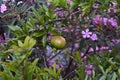 Green pomegranate on a tree surrounded by pink, purple flowers Royalty Free Stock Photo