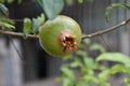 pomegranate in thai