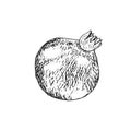 Pomegranate and three plums, vector illustration, hand drawing, hatching