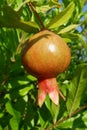 Pomegranate on a Tree Royalty Free Stock Photo