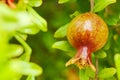 Pomegranate tree