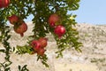 Pomegranate tree