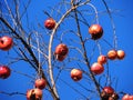Pomegranate tree with background of blue sky Royalty Free Stock Photo