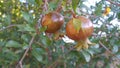 Pomegranate tree with beautiful white Royalty Free Stock Photo