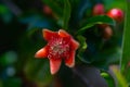 Pomegranate tree in bloom. Beautiful pomegranate tree flowers Royalty Free Stock Photo