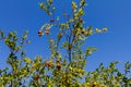 The pomegranate tree, on a blue sky Royalty Free Stock Photo