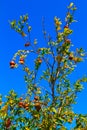 The pomegranate tree, on a blue sky Royalty Free Stock Photo