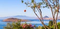 Pomegranate on a tree branch against the backdrop of a beautiful view of the Aegean coast with amazing blue water and islands