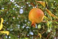 Pomegranate Royalty Free Stock Photo