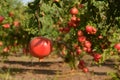 Pomegranate tree Royalty Free Stock Photo