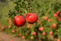 Pomegranate tree Royalty Free Stock Photo