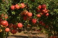 Pomegranate tree Royalty Free Stock Photo