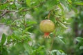 Pomegranate tree close-up. Royalty Free Stock Photo