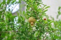 Pomegranate tree close-up. Royalty Free Stock Photo