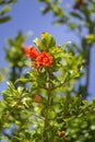 Pomegranate tree flower detail, species Punica granatum, Royalty Free Stock Photo