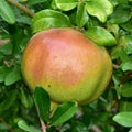 Pomegranate tree fruit,Punica protopunica