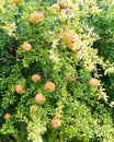 Pomegranate Tree Royalty Free Stock Photo