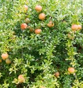 Pomegranate Tree Royalty Free Stock Photo