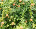 Pomegranate Tree Royalty Free Stock Photo