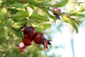 Pomegranate tree with fruits close up photo. Royalty Free Stock Photo