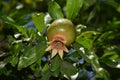Pomegranate Tree With Fruits. Close Up of Young Pomegranate Fruit on a Branch of Pomegranate Tree in a Garden Royalty Free Stock Photo