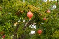 Pomegranate tree with fruits