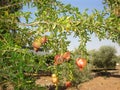 Pomegranate tree full of fruit
