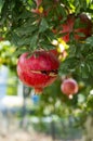 Pomegranate Tree