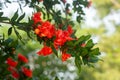 Pomegranate tree in the garden Royalty Free Stock Photo