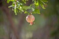 Pomegranate on tree in garden Royalty Free Stock Photo