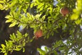 Pomegranate on tree in garden Royalty Free Stock Photo