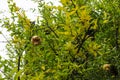 Pomegranate Tree with green fresh leaves, ripe fruits hanging on the wet tree, rainy day Royalty Free Stock Photo