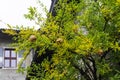 Pomegranate Tree with green fresh leaves, ripe fruits hanging on the wet tree, rainy day with a old farmers house and blue sky, Royalty Free Stock Photo