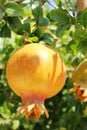 Pomegranate tree Royalty Free Stock Photo