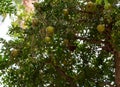 Pomegranate tree with immature green garnets