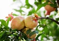 The pomegranate tree is laden with ripe fruits.. Royalty Free Stock Photo