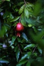 Pomegranate tree with leaves and fruit. Royalty Free Stock Photo