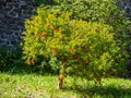 Pomegranate tree near the ancient castle with the towers of Rocca Pia in the center of Tivoli, Italy Royalty Free Stock Photo