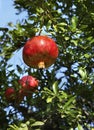 Pomegranate tree near Evzonoi. Greece