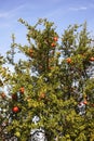 Pomegranate tree near Evzonoi. Greece