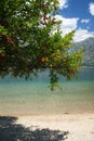 Pomegranate tree near the water Royalty Free Stock Photo