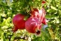 Pomegranate tree in the park. Rosh-ha-Shana.