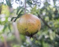 Pomegranate on the tree, pomegranate is very useful, contains vitamins