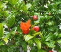 Pomegranate Or Punica Granatum In Bloom in Crete Royalty Free Stock Photo