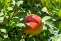 Pomegranate tree punica granatum. Close up view of red outer skin fruit with red juicy sweet seed