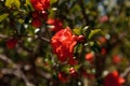 Pomegranate tree, Punica granatum, flowers and bears fruit Royalty Free Stock Photo