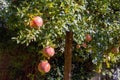 Pomegranate tree punica granatum fruit with red juicy sweet seed, vitamin, antioxidant property